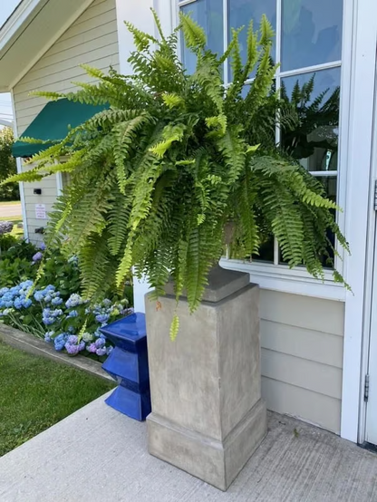 🔥Last Day 75% OFF🔥Realistic artificial Boston fern🌿