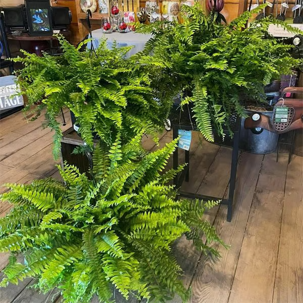 🔥Last Day 75% OFF🔥Realistic artificial Boston fern🌿